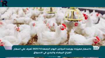 «أسعار مميزة» بورصة الدواجن اليوم الجمعة 4-7-2025 تعرف على أسعار الفراخ البيضاء والبلدي في الأسواق